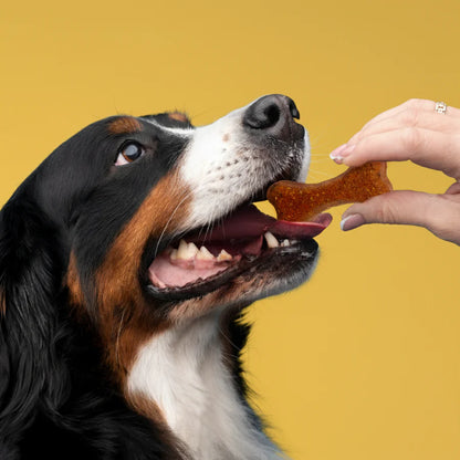 SALE/Buy 1 Get 1 FREE: PLUTOS Dog Soft Chew – for Senior Dogs - Apple & Krill - Box